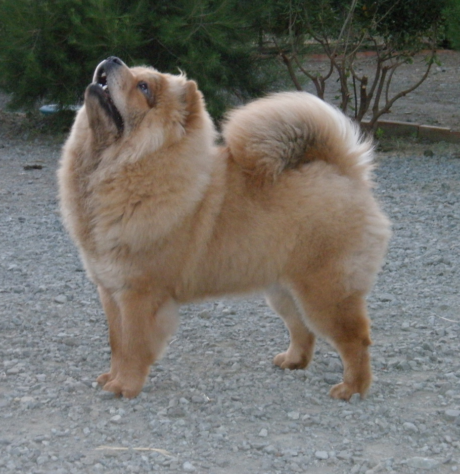 Nala