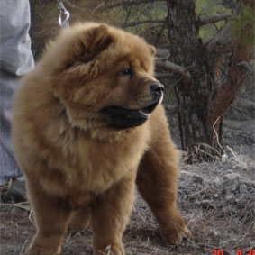 Tigee of Attraction Cyprus